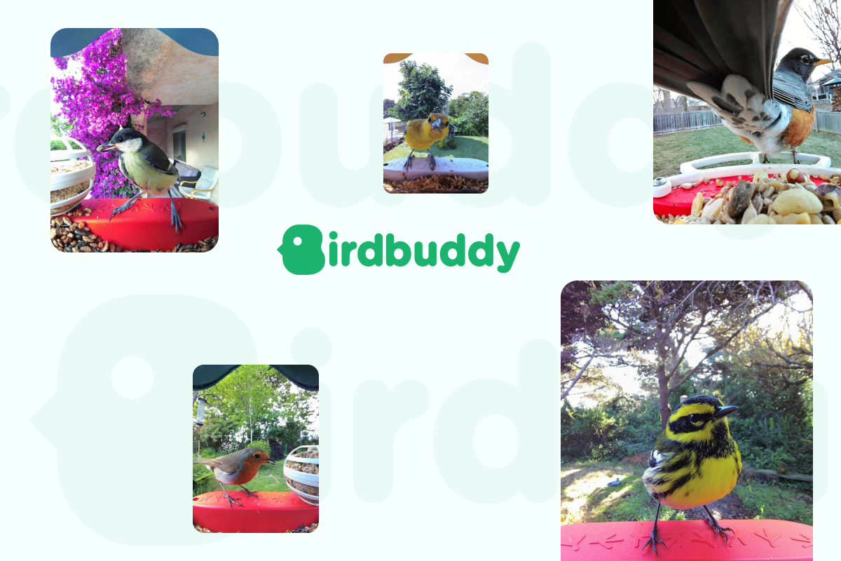 2B Website Shopify review Birdbuddy customer
